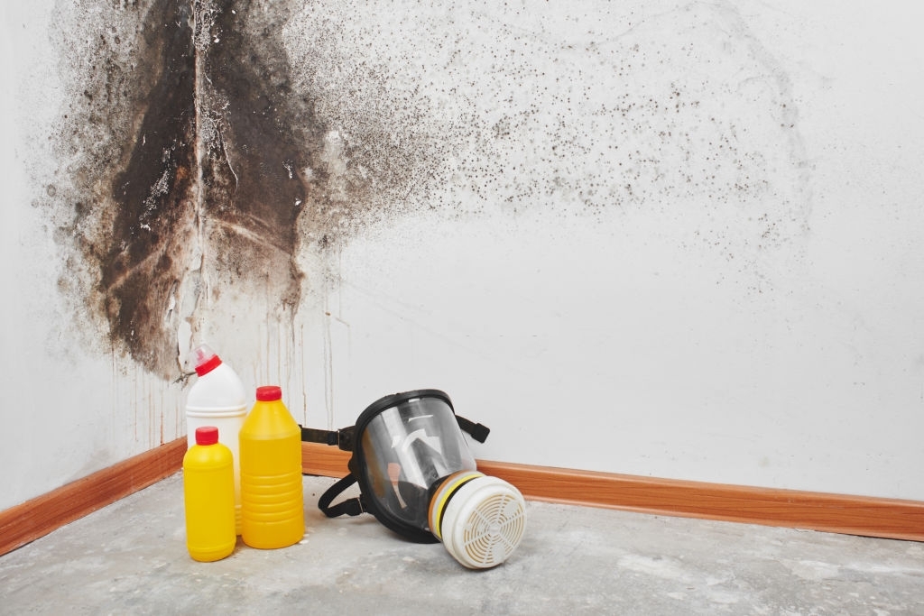 Dry Eraser - Mold Removal & Remediation Miami FL