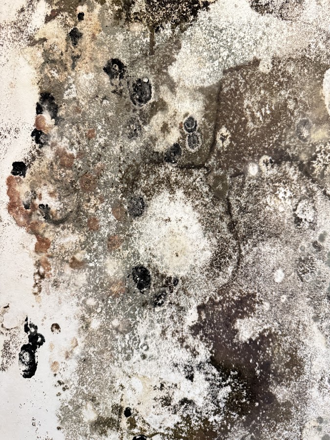 Mold Scan
